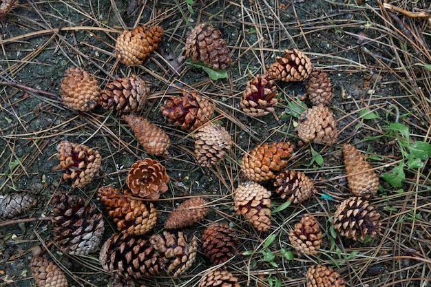 Pine cones background