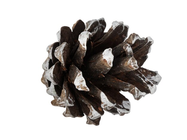 pine cones, isolate on a white background