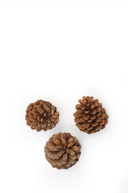 Pine cones isolated on a white background with copy space