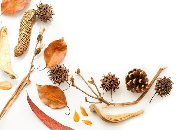 Pine cones and liquidambar fruits on a white background