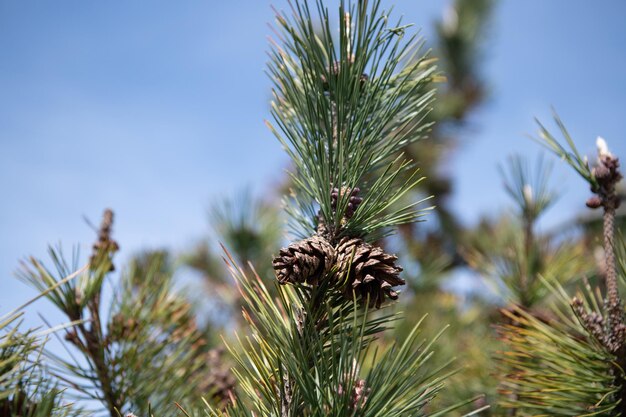 Photo pine cones and needles. pine tree branches with pinecones. seed cones on coniferous tree. evergreen pinetree.