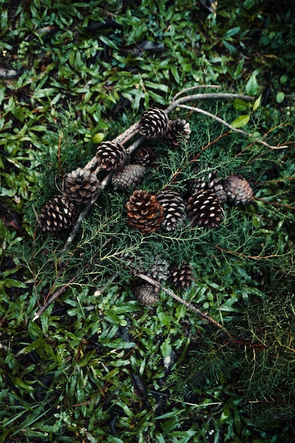 Pine cones and pine leaves in the forest,christmas decorations