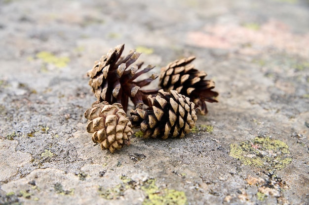 Pine cones on the rock surface