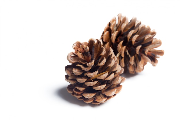 Pine cones on a white background