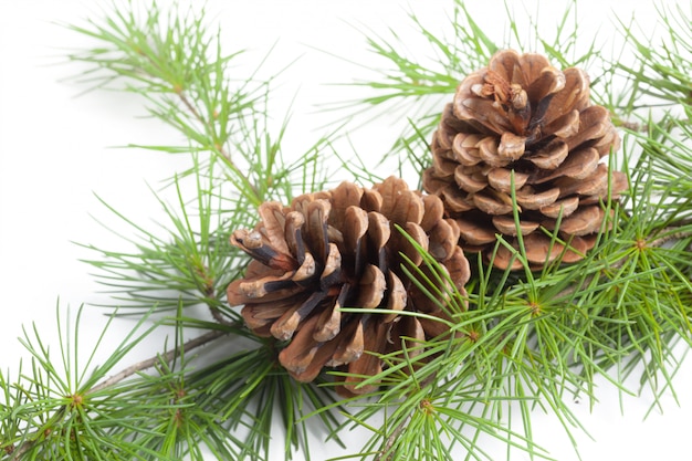 Pine cones on a white background