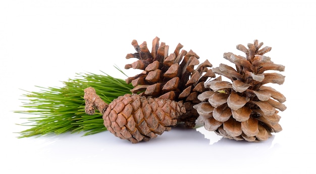 Pine cones on white wall