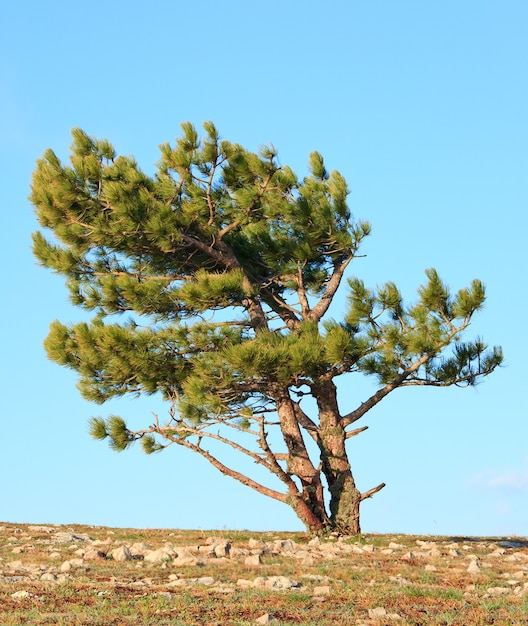 Pine conifer tree on blue sky background