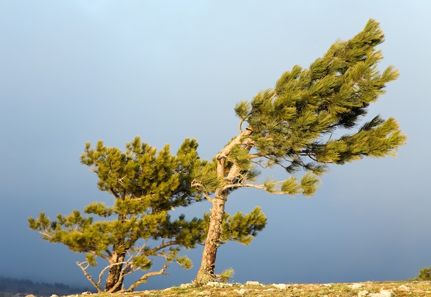 Pine conifer trees on overcast sky surface