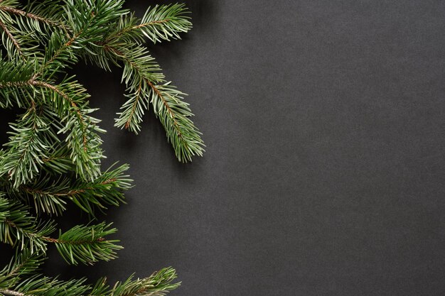 Photo pine fir branches on black background