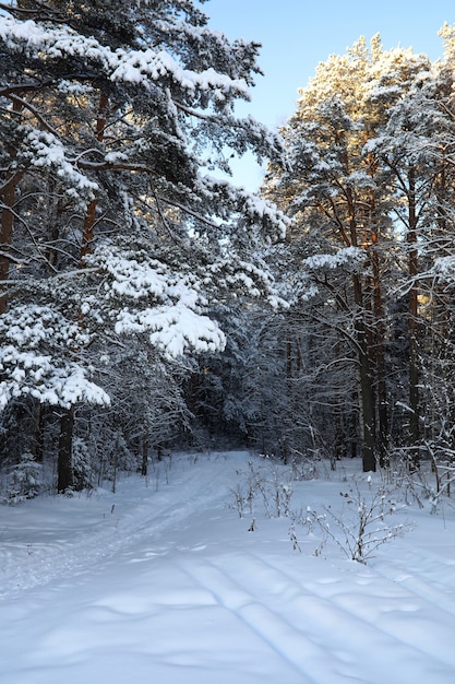 pine forest after a heavy snow storm on a sunny winter day