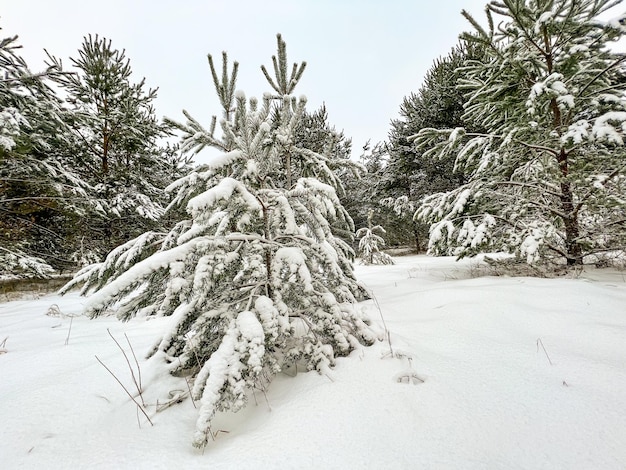 Pine forest after a heavy snowfall covered with tick snow cover. Beautiful atmospheric sunny day in natural wild conifer forest.