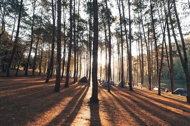 Pine forest and camping area in the morning summer