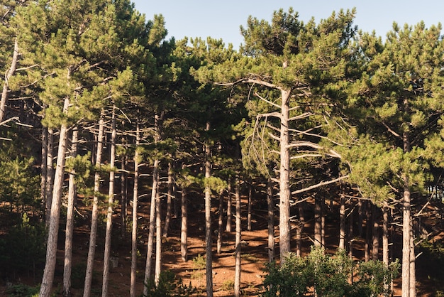 pine forest coniferous forest conifers