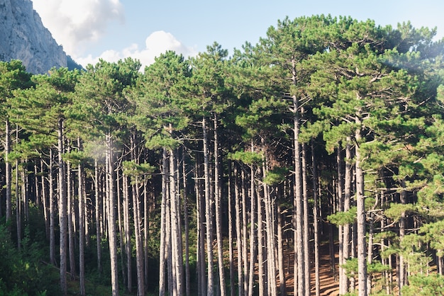 pine forest coniferous forest conifers