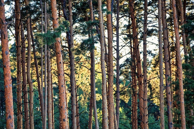 Pine forest at dawn The morning rays of the sun illuminate the tree trunks