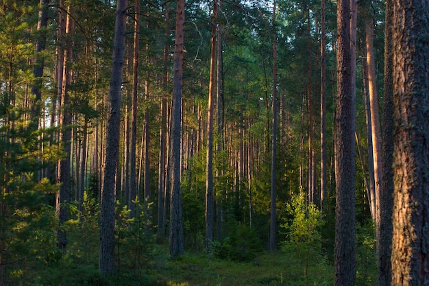 Pine forest at dawn Wildlife of Karelia