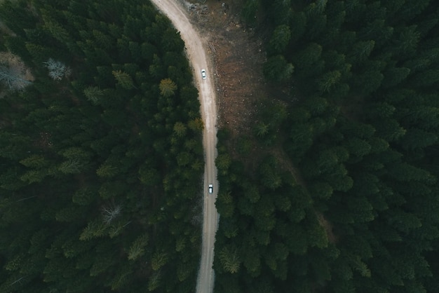 Pine Forest From Above Fall Season Forest Road Highquality photo