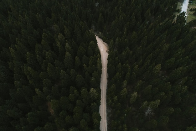 Pine Forest From Above Fall Season Forest Road Highquality photo