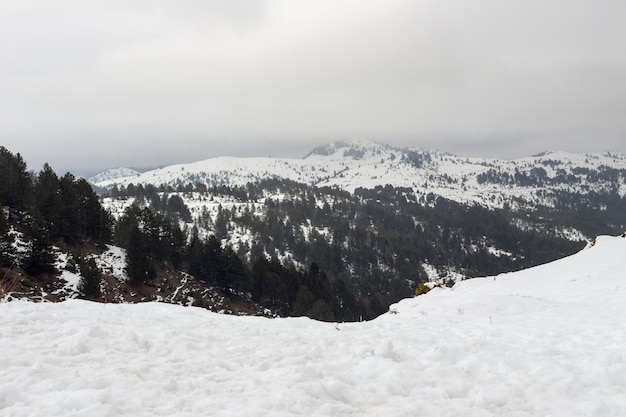 Pine forest in the highlands Epirus region Greeceon a winter snowy day