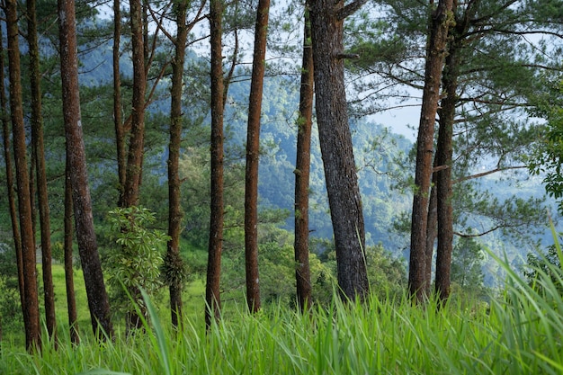 pine forest landscape in the morning