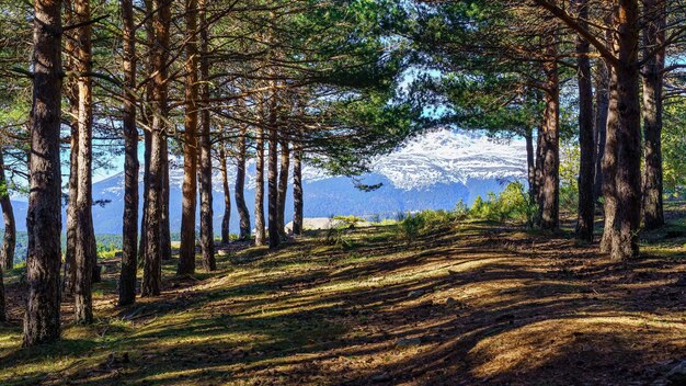 Pine forest landscape with snowy mountains in the background and trees in line. Morcuera Madrid.