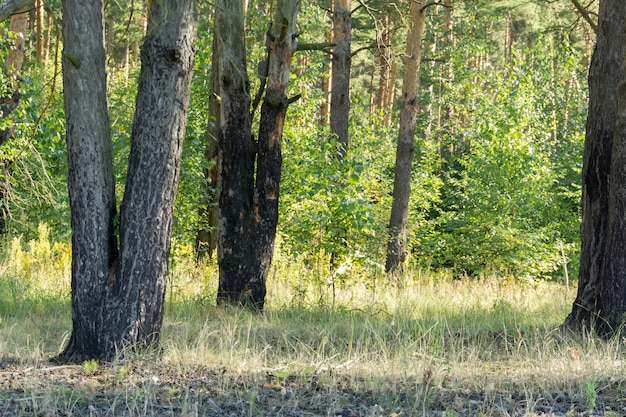 Pine Forest in the Morning