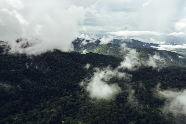 Pine forest in the mountains in the morning form above drone