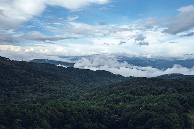 Pine forest in the mountains in the morning form above drone