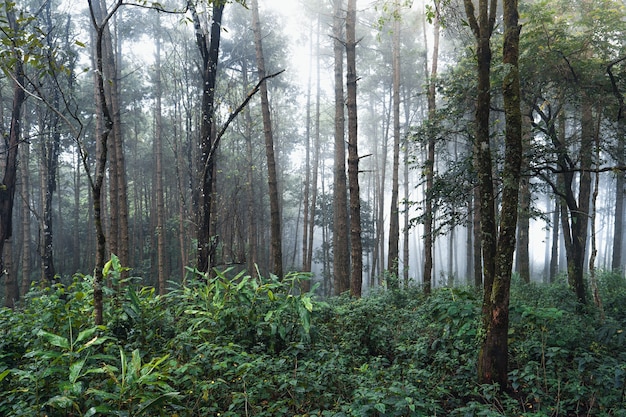 Pine forest in the mountains in the morning , south asia winter