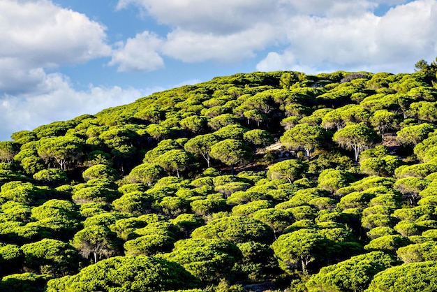 Pine forest of the Natural Park of La Breña, on the Caños de Meca, Barbate, Cadiz.