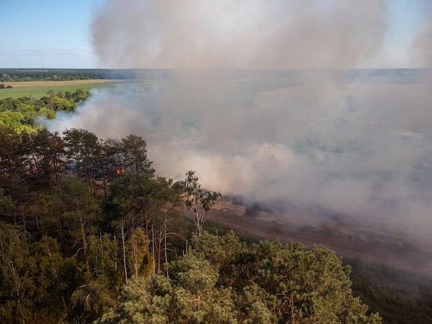 Pine forest near burning garbage dump affected by fire and smoke. Ecological problem