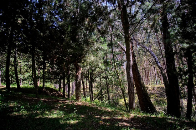 Pine forest Pinus radiata