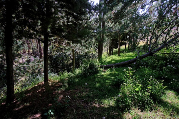 Pine forest Pinus radiata