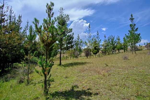 Pine forest Pinus radiata