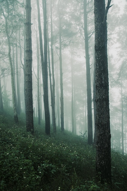 Pine forest in the rainy season with dense fog background for stories about nature