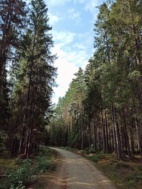 Pine forest in the rays of the setting sun.