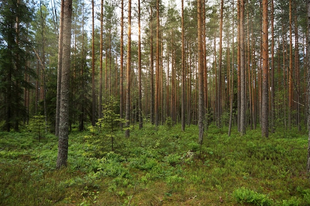 The pine forest, the rays of the Sun penetrate between branches