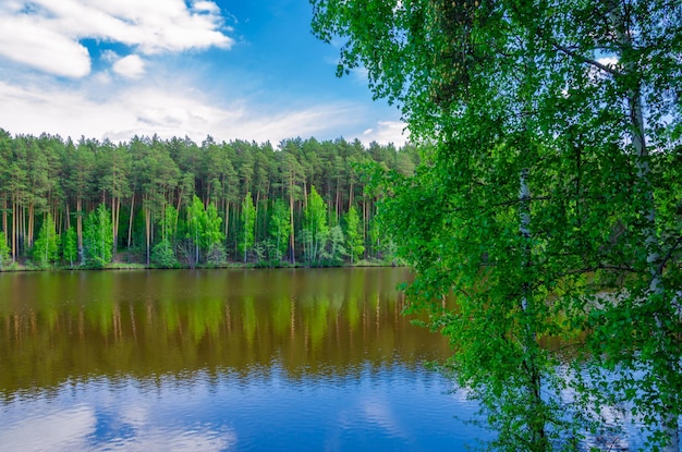 Pine forest on the shore of the lake in spring.