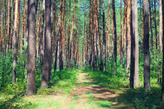 Pine forest in summer