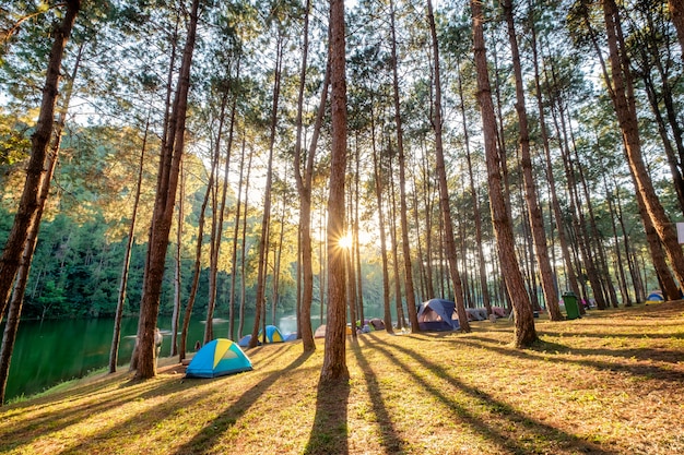 Pine forest sunlight shine on reservoir at sunset