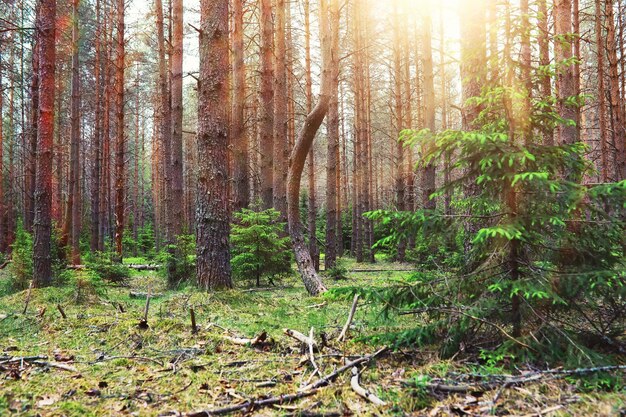 Pine forest Trees in the forest Fir branches with cones Glare of the sun