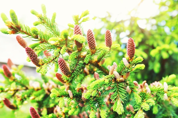 Pine forest Trees in the forest Fir branches with cones Glare of the sun