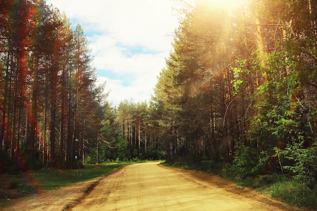 Pine forest Trees in the forest Fir branches with cones Glare of the sun