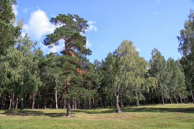 Pine forest in Ural