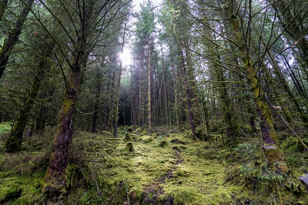 Pine forest in Wicklow way.