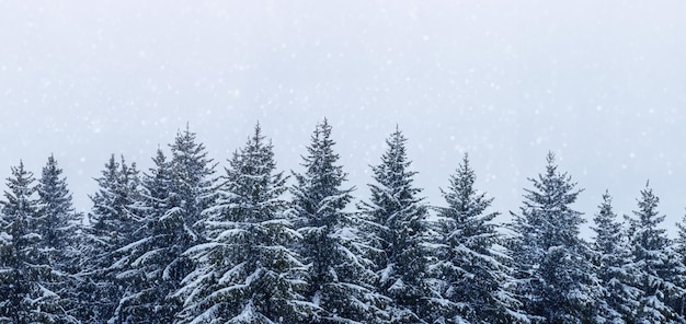 Pine forest in winter Snow falling Wide angle shot late winter where the landscape white Pine tree