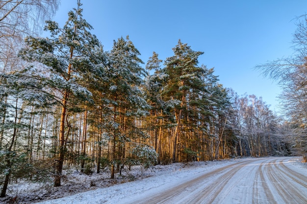 Pine forest winter sunny day The road passes through the forest