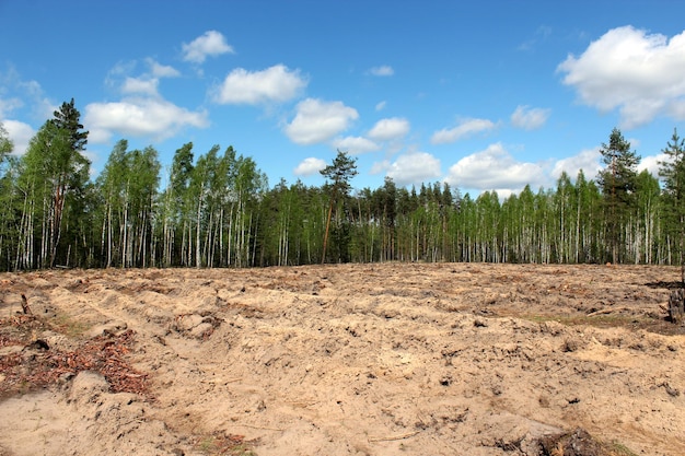 Pine forest with slot for planting new pines in the spring