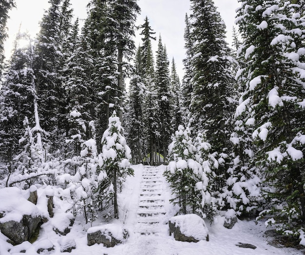 Pine forest with snow covered on winter in national park