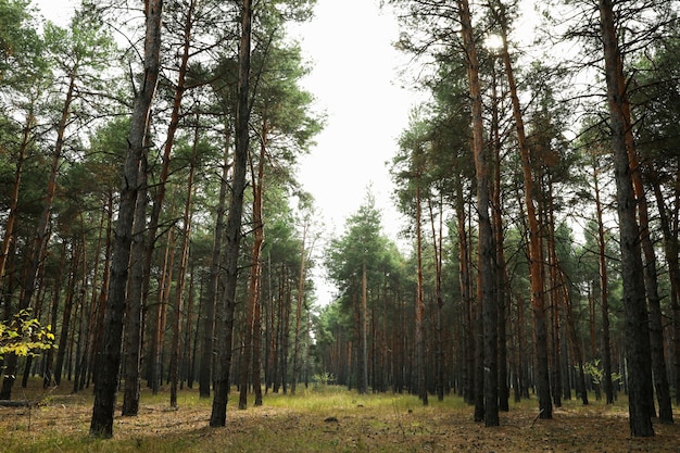 Pine forest on a wonderful bright day